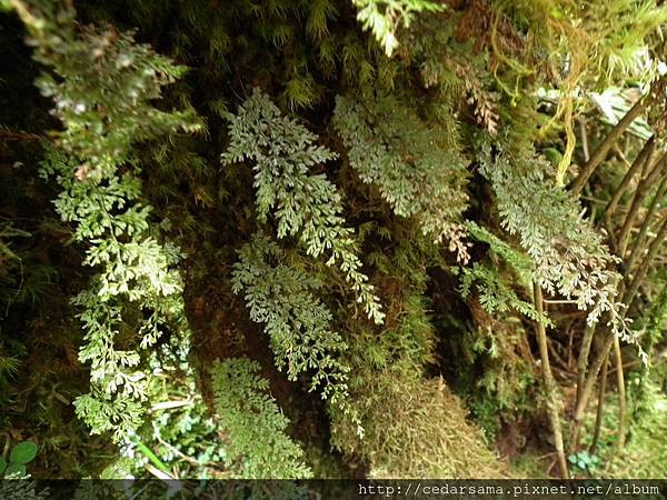 Hymenophyllum polyanthos v. d. Bosch 細葉蕗蕨