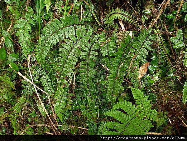 Athyrium nakanoi Makino 紅苞蹄蓋蕨