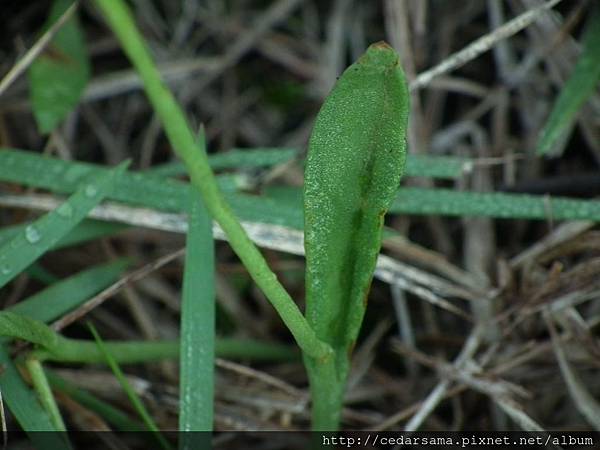 Ophioglossum thermale Kom., 1914 狹葉瓶爾小草