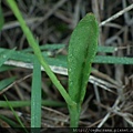 Ophioglossum thermale Kom., 1914 狹葉瓶爾小草