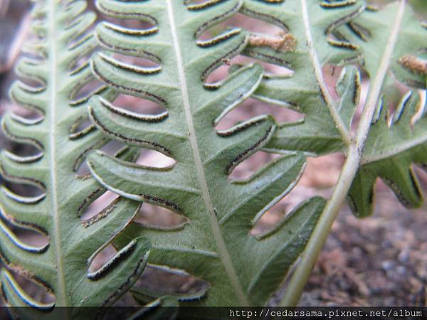 弧脈鳳尾蕨 Pteris biaurita L. 