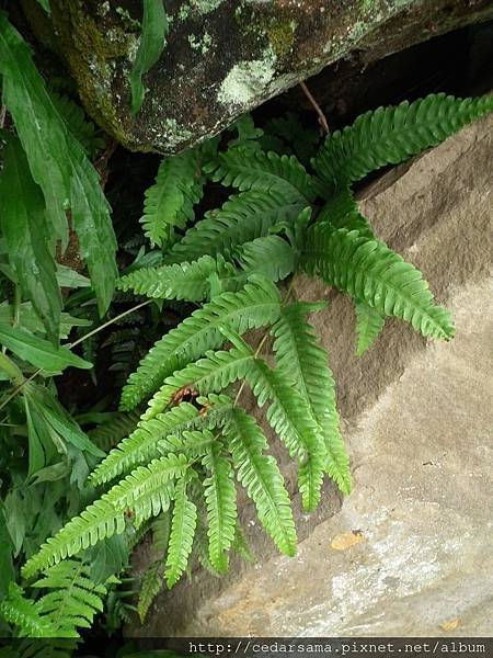 Pteris linearis Poir. 三角脈鳳尾蕨