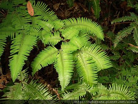 Dicranopteris taiwanensis Ching et Chiu 台灣芒萁(大羽芒萁)