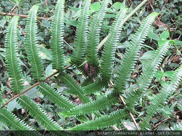 逆羽裏白 Diplopterygium blotianum (C. Chr.) Nakai 