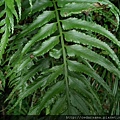 萊氏鐵角蕨 Asplenium wrightii Eaton 