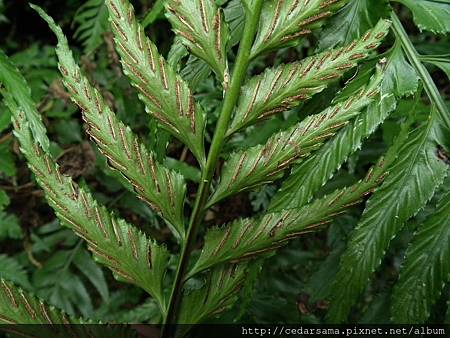 萊氏鐵角蕨 Asplenium wrightii Eaton 