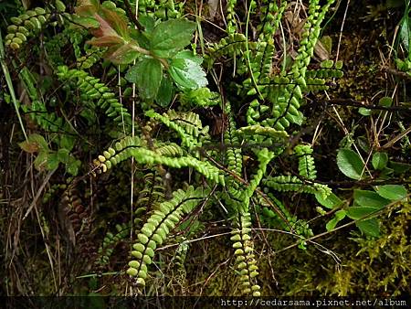 鐵角蕨 Asplenium trichomanes L. 