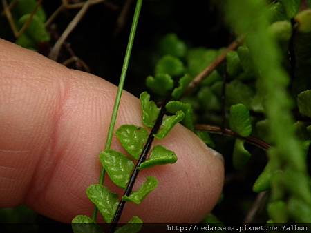 鐵角蕨 Asplenium trichomanes L. 