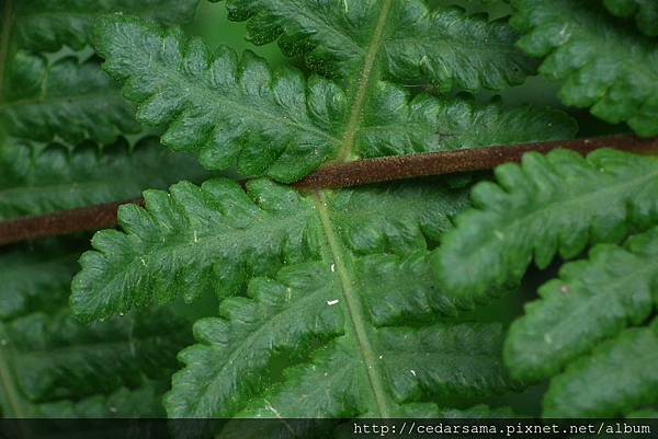 Pseudophegopteris paludosa (Bl.) Ching  毛囊紫柄蕨