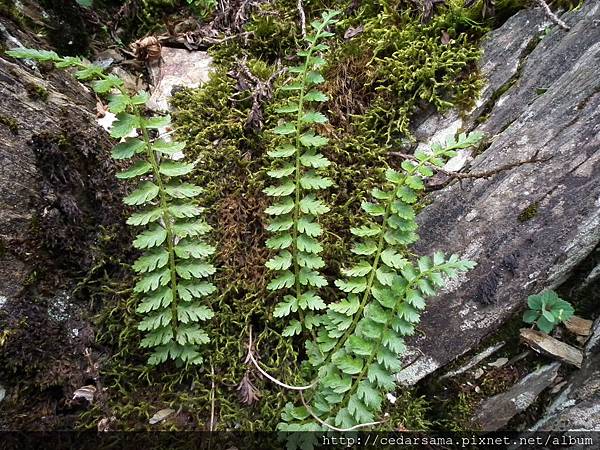 高山耳蕨 Polystichum lachenense (Hook.) Beddows 