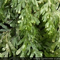 廣義的細葉蕗蕨Hymenophyllum polyanthos