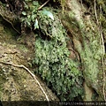 廣義的細葉蕗蕨Hymenophyllum polyanthos