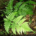 Dryopteris sparsa (Don) Ktze 長葉鱗毛蕨