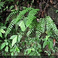 Polystichum formosanum Rosenst. 臺灣耳蕨