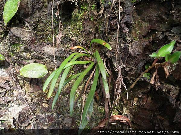 Haplopteris amboinensis (Fée) X. C. Zhang  劍葉書帶蕨 