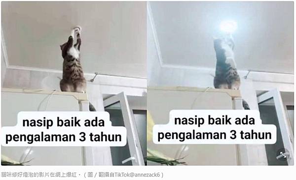 分享：有片／燈泡壞了「水電貓」萌救援　網笑翻：值得5個罐罐