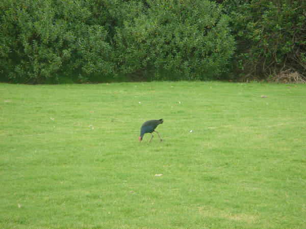 NZ特有的一種鳥-Pukeko