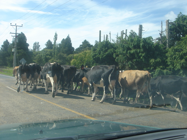 開車到一半牛在過馬路