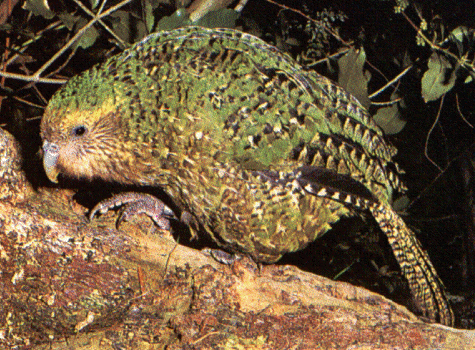 kakapo