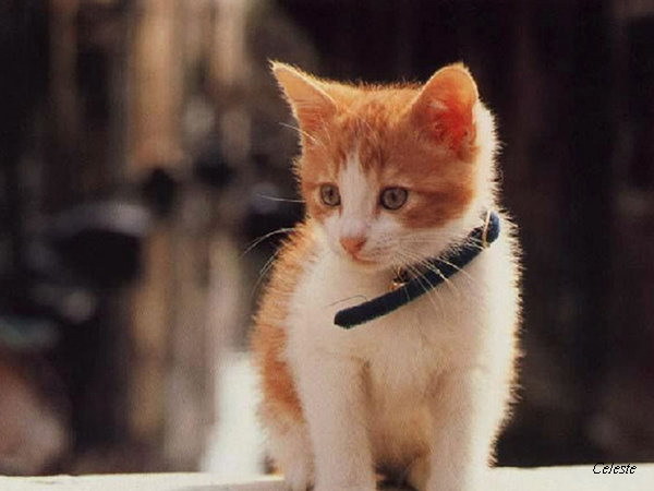 Cute cat-6.jpg