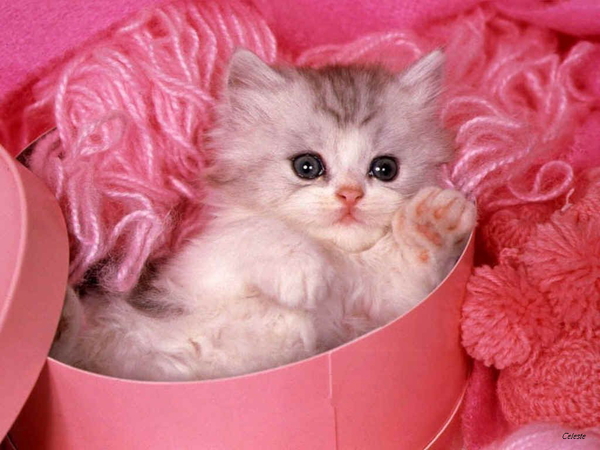 Cute cat-14.jpg