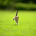 Cute cat-15.jpg