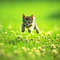 Cute cat-17.jpg