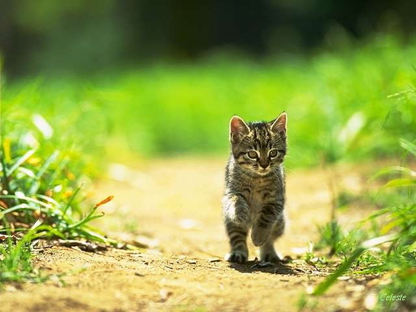 Cute cat-19.jpg