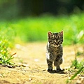 Cute cat-19.jpg