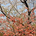 京都府立植物園(櫻林七).jpg