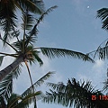 Coconut tree and starry sky