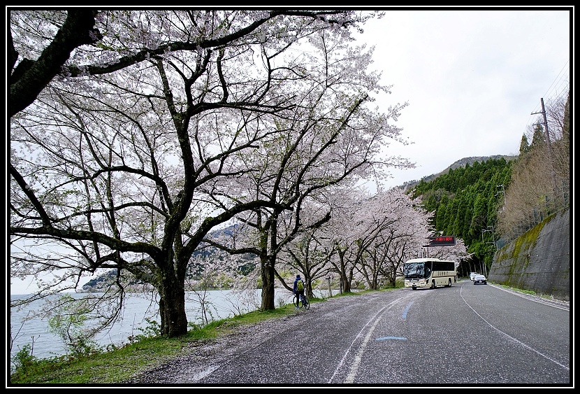 [2023琵琶湖賞櫻_D2] 單車環湖第一天。長濱城。海津大