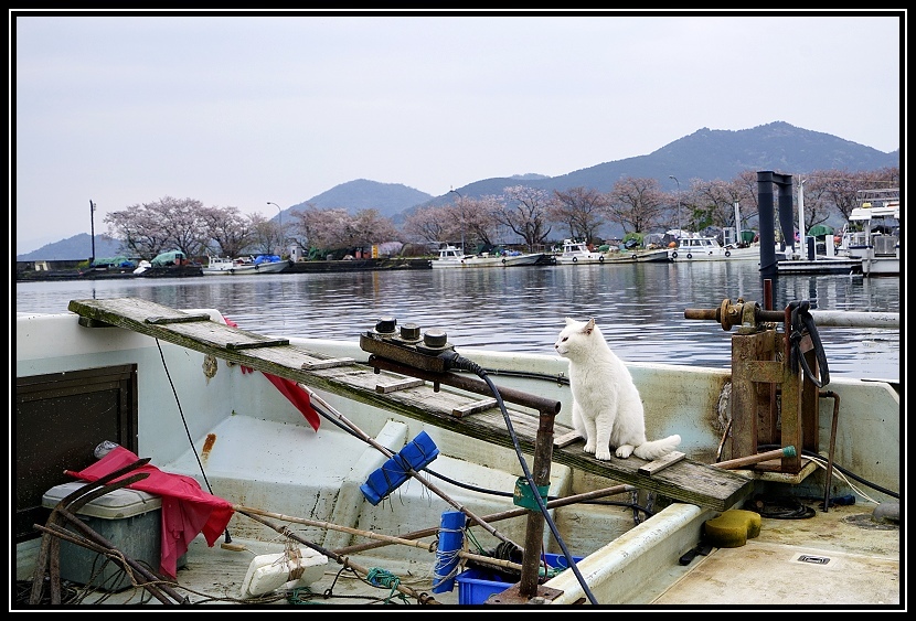 [2023琵琶湖賞櫻_D4-1] 單車環湖第三天。Nagis