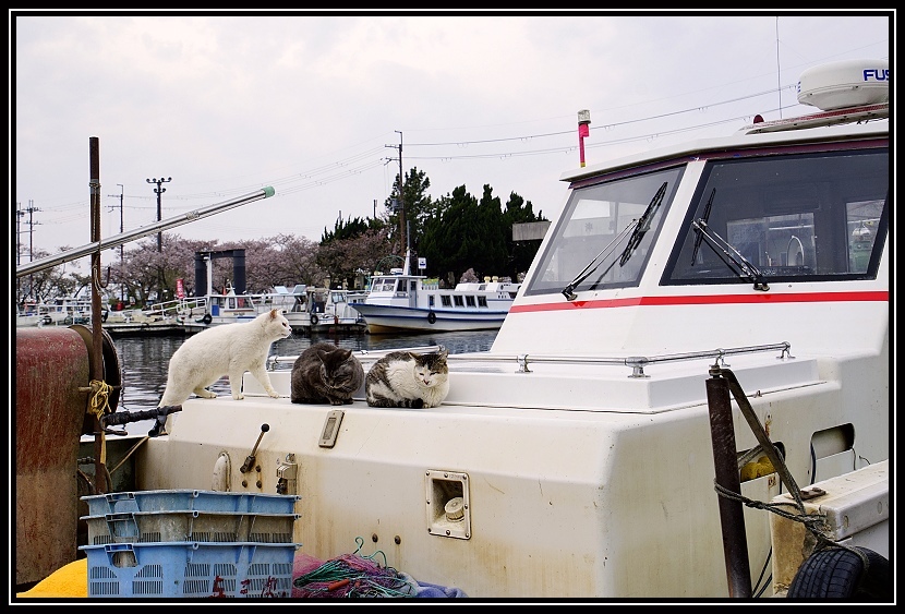 [2023琵琶湖賞櫻_D4-1] 單車環湖第三天。Nagis