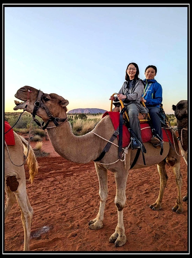 [2025澳洲_D6] 烏魯魯。騎駱駝看日出。艾爾斯岩機場。