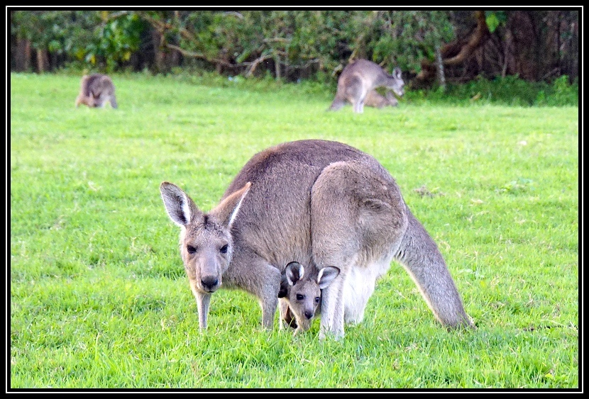 [2025澳洲_D7] 布里斯本。假日市集。黃金海岸鵜鶘。野