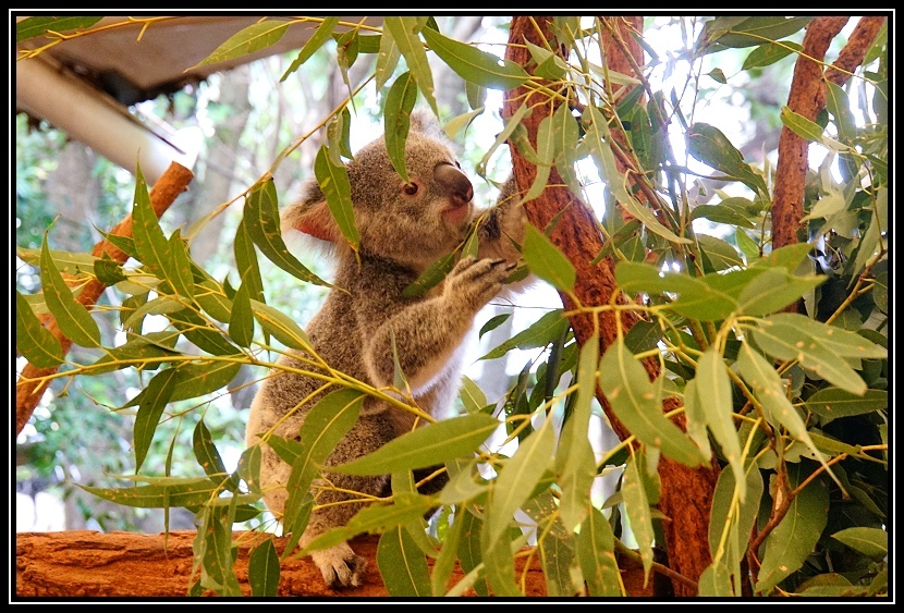 [2025澳洲_D8] 庫薩山 Mt.Coottha。龍柏動