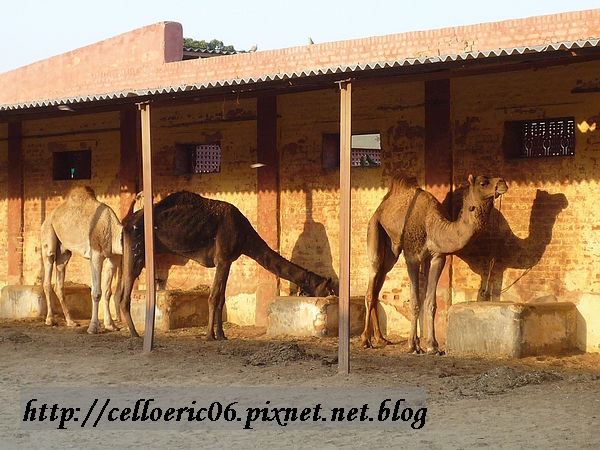 【比加尼亞】駱駝養殖中心
