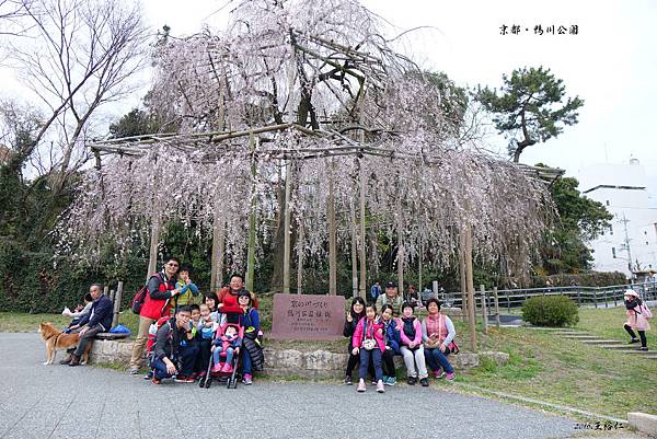 鴨川跳烏龜_11.JPG