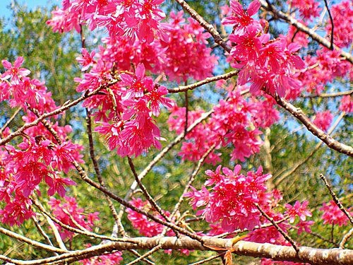 花現春天 心靈威而鋼 痞客邦