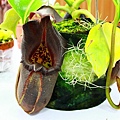 nEO_IMG_IMG_4599.jpg