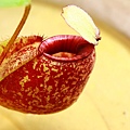 nEO_IMG_IMG_1977.jpg