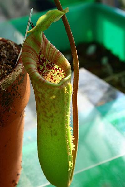 IMG_411111.jpg IMG_411111.jpg