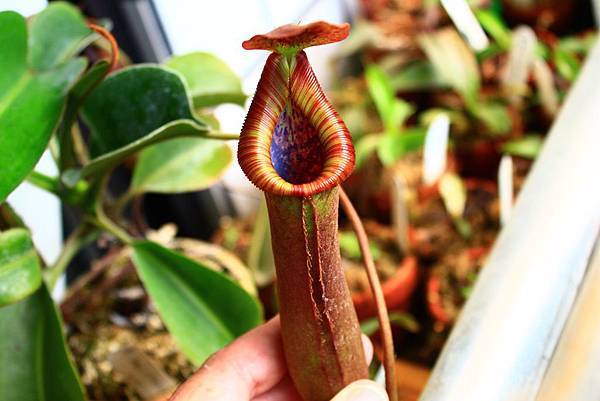 IMG_427412.jpg IMG_427412.jpg