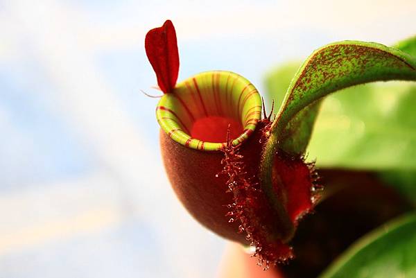 Ampullaria Red Red Line Lip 紅瓶花唇蘋果豬籠草栽培記錄 Sun的生活記事本 痞客邦 Ampullaria Red Red Line Lip 紅瓶花唇蘋果豬籠草栽培記錄 Sun的生活記事本 痞客邦