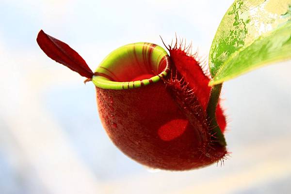 Ampullaria Red Red Line Lip 紅瓶花唇蘋果豬籠草栽培記錄 Sun的生活記事本 痞客邦 Ampullaria Red Red Line Lip 紅瓶花唇蘋果豬籠草栽培記錄 Sun的生活記事本 痞客邦