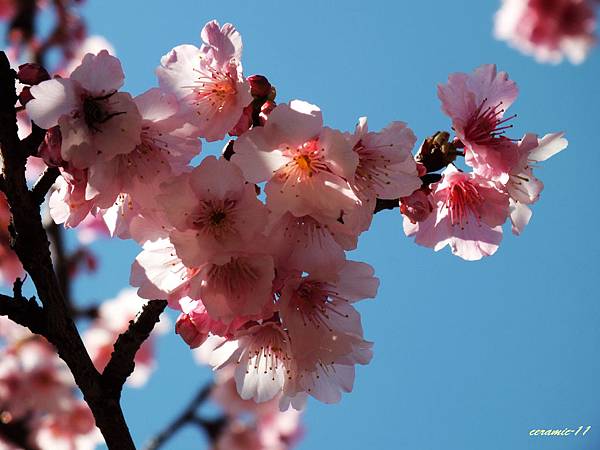 2014花園新城賞櫻