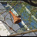 20110209-Yaletown bird's nest.jpg