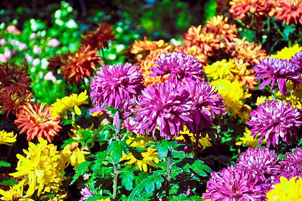 2012-0205 台南百花季-1.jpg