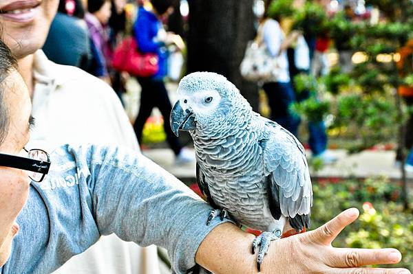 2012-0205 台南百花季-25.jpg